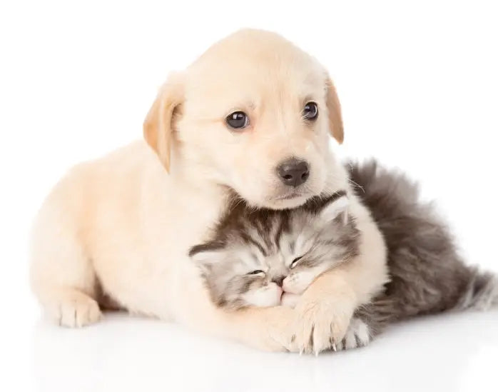 ANIMALS